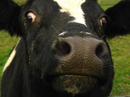 Boo Cow